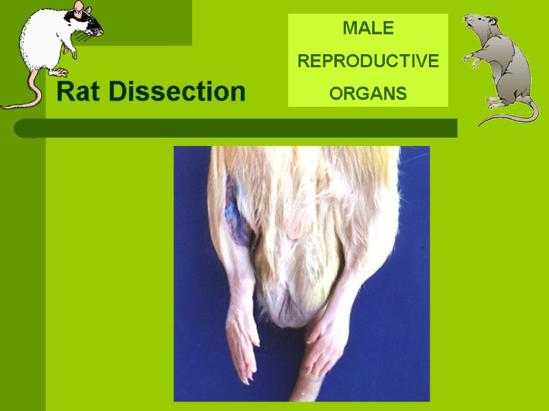 Rat Dissection MALE REPRODUCTIVE ORGANS